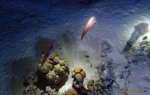 Zdjęcia z Safari Nurkowe St Johns 2017