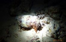 Zdjęcia z Safari Nurkowe St Johns 2017