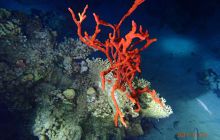 Zdjęcia z Safari Nurkowe St Johns 2017