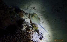 Zdjęcia z Safari Nurkowe St Johns 2017