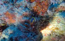 Zdjęcia z Safari Nurkowe St Johns 2017