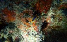 Zdjęcia z Safari Nurkowe St Johns 2017