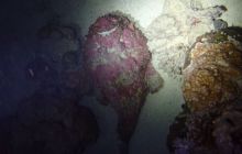 Zdjęcia z Safari Nurkowe St Johns 2017