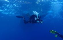 Zdjęcia z Safari Nurkowe St Johns 2017