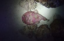 Zdjęcia z Safari Nurkowe St Johns 2017