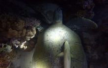 Zdjęcia z Safari Nurkowe St Johns 2017