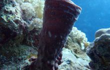 Zdjęcia z Safari Nurkowe St Johns 2017