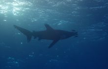 Zdjęcia z Safari Nurkowe St Johns 2017