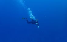 Zdjęcia z Safari Nurkowe St Johns 2017