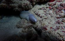 Zdjęcia z Safari Nurkowe St Johns 2017