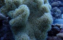 Zdjęcia z Safari Nurkowe St Johns 2017