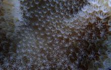 Zdjęcia z Safari Nurkowe St Johns 2017