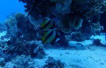 Zdjęcia z Safari Nurkowe St Johns 2017