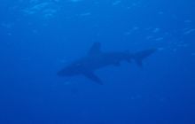 Zdjęcia z Safari Nurkowe St Johns 2017