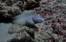 Zdjęcia z Safari Nurkowe St Johns 2017