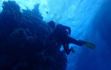 Zdjęcia z Safari Nurkowe St Johns 2017