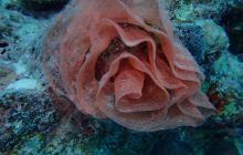 Zdjęcia z Safari Nurkowe St Johns 2017