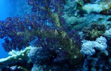 Zdjęcia z Safari Nurkowe St Johns 2017