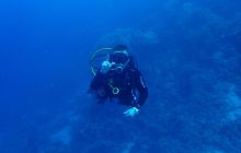 Zdjęcia z Safari Nurkowe St Johns 2017