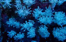 Zdjęcia z Safari Nurkowe St Johns 2017