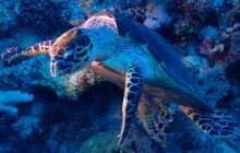 Zdjęcia z Safari Nurkowe St Johns 2017