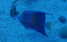 Zdjęcia z Safari Nurkowe St Johns 2017