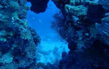 Zdjęcia z Safari Nurkowe St Johns 2017