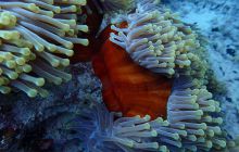 Zdjęcia z Safari Nurkowe St Johns 2017