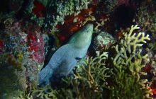 Zdjęcia z Safari Nurkowe St Johns 2017