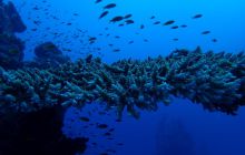 Zdjęcia z Safari Nurkowe St Johns 2017