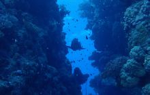 Zdjęcia z Safari Nurkowe St Johns 2017