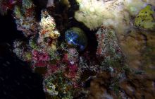 Zdjęcia z Safari Nurkowe St Johns 2017