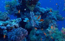 Zdjęcia z Safari Nurkowe St Johns 2017