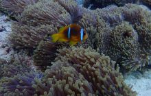 Zdjęcia z Safari Nurkowe St Johns 2017