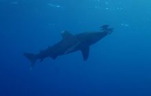 Zdjęcia z Safari Nurkowe St Johns 2017