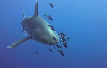 Zdjęcia z Safari Nurkowe St Johns 2017