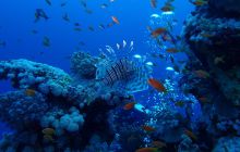 Zdjęcia z Safari Nurkowe St Johns 2017