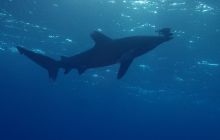 Zdjęcia z Safari Nurkowe St Johns 2017