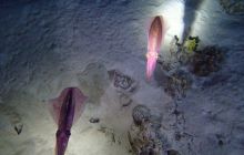 Zdjęcia z Safari Nurkowe St Johns 2017