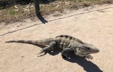 Zdjęcia z Meksyku I