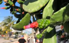 Zdjęcia z Meksyku II