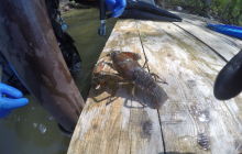 Zdjęcia z majowego weekendu na Hańczy