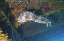 Zdjęcia z safari wrakowego maj 2018