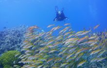 Zdjęcia z safari wrakowego maj 2018