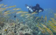 Zdjęcia z safari wrakowego maj 2018