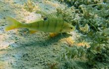 Kamieniołom Piechcin,