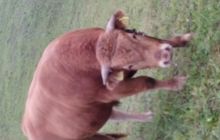 Zdjęcia z wyjazdu nurkowe nad Hańczę