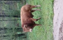 Zdjęcia z wyjazdu nurkowe nad Hańczę