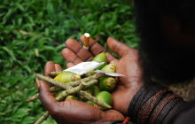 Galeria zdjęć z wyprawy Papua Zachodnia