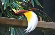 Galeria zdjęć z wyprawy Papua Zachodnia